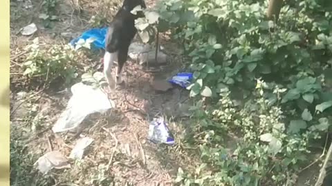 Cat is very funny walk