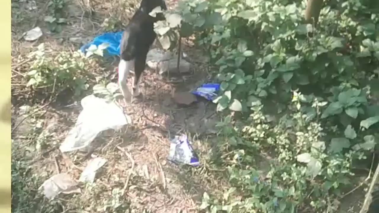 Cat is very funny walk
