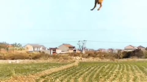 Super dog.