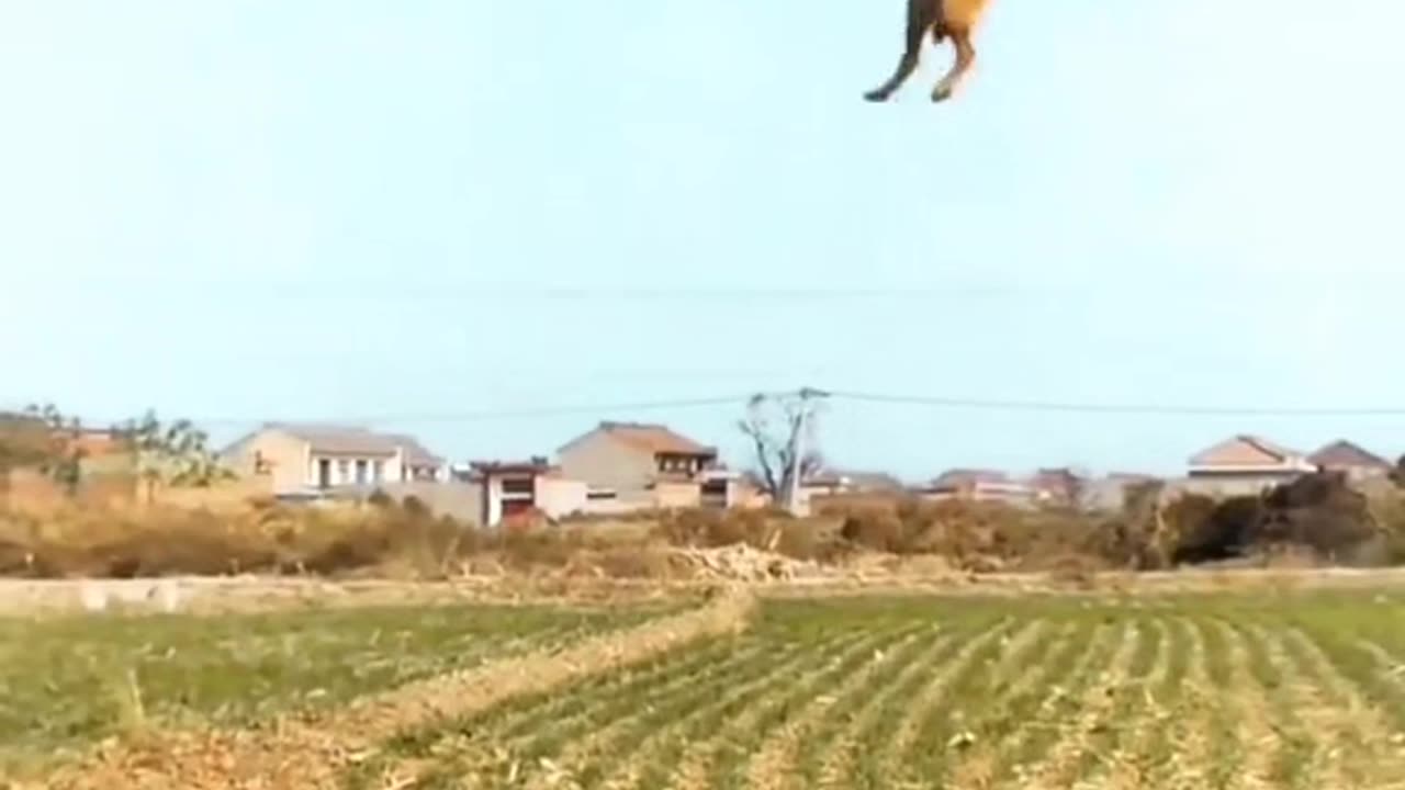 Super dog.