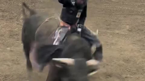 Bull Riding so difficult