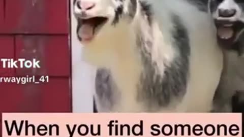 Duck Car Accident Funny