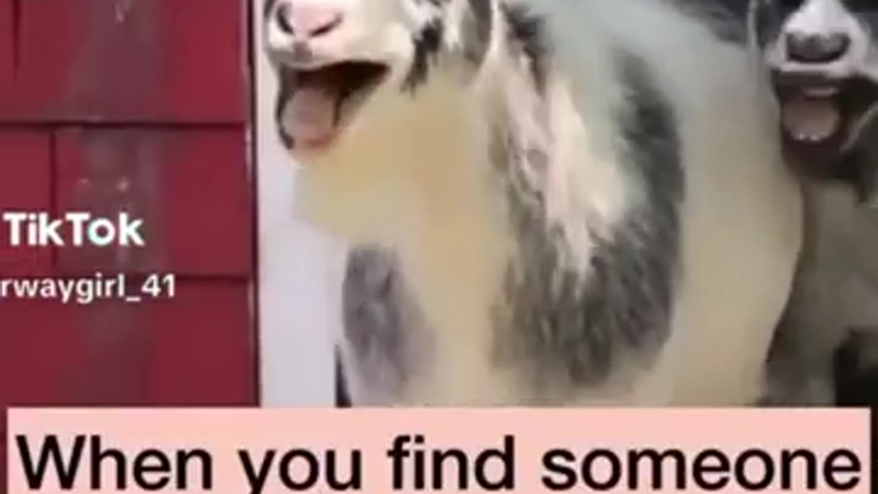 Duck Car Accident Funny