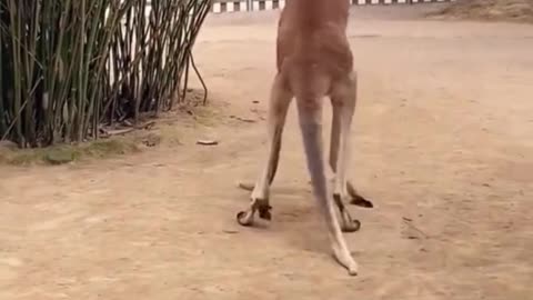 Kangaroos kangsrooing 