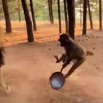 Monkey Vs Lion Frying Pans