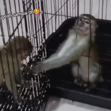 Far more intelligent than Congress.