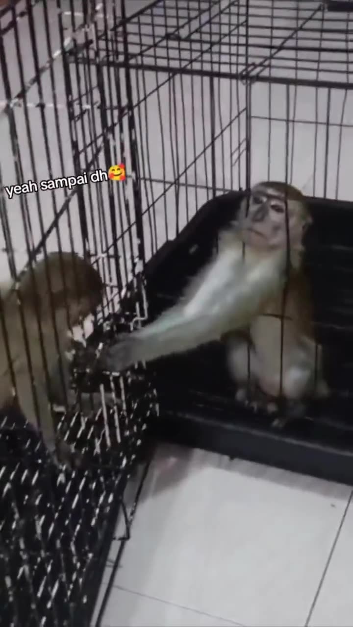 Far more intelligent than Congress.