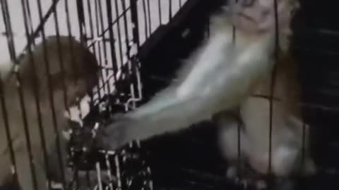 Far more intelligent than Congress.