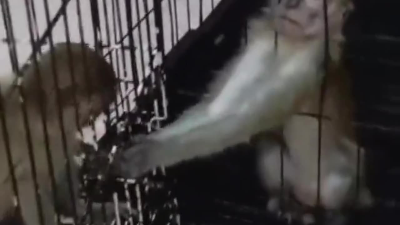 Far more intelligent than Congress.