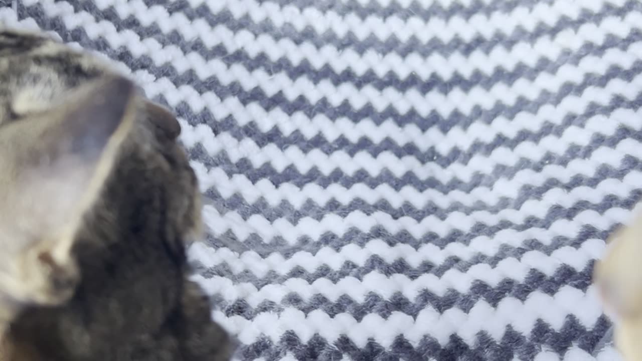 ☀️ Happy Monday from the Fye kitties! 🐱💛