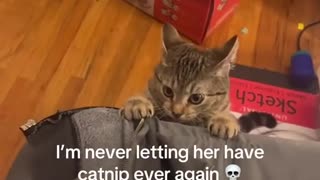 😂🐱 Catnip First Time! | FunFM