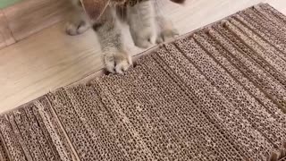 Who knew making stuff for your pets could be this fun? 😻🐶