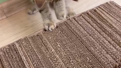 Who knew making stuff for your pets could be this fun? 😻🐶