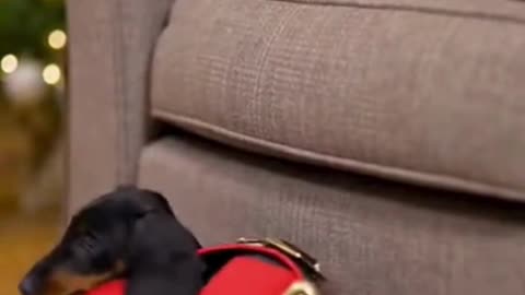 🔔🎄 He Got Stuck in a Christmas Belt… And the Confused Look Is HILARIOUS 😂🐾