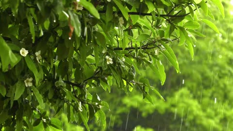 1 hour of relaxing rain sounds for sleep study & meditation | no thunder, pure rain ambience