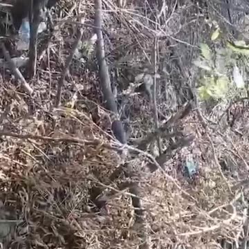 "I'm Starting to Think This War Was a Bad Idea"