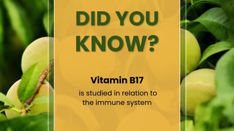 Vitamin B17 & the Immune System | An Educational Overview