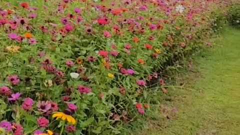 zinnias and black eyes susans