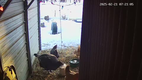 Friday Morning Chicken Cam