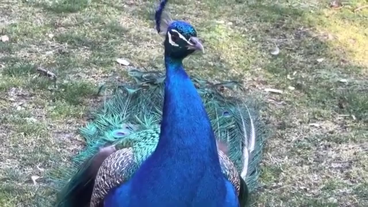 Peacock & Sound