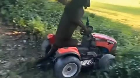 Funny Animals 2025: Funny Cats and Dogs Video Part 46