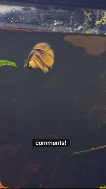 4 Month Old Betta Fish Paludarium
