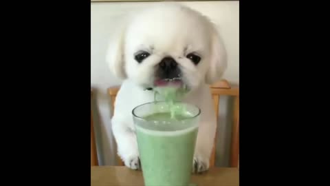 Funny animals