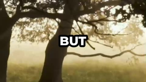 Silence strength Revealed #viral #mysteryinsid #trending #motivation #shortsfeed #urfeed #ibitalks