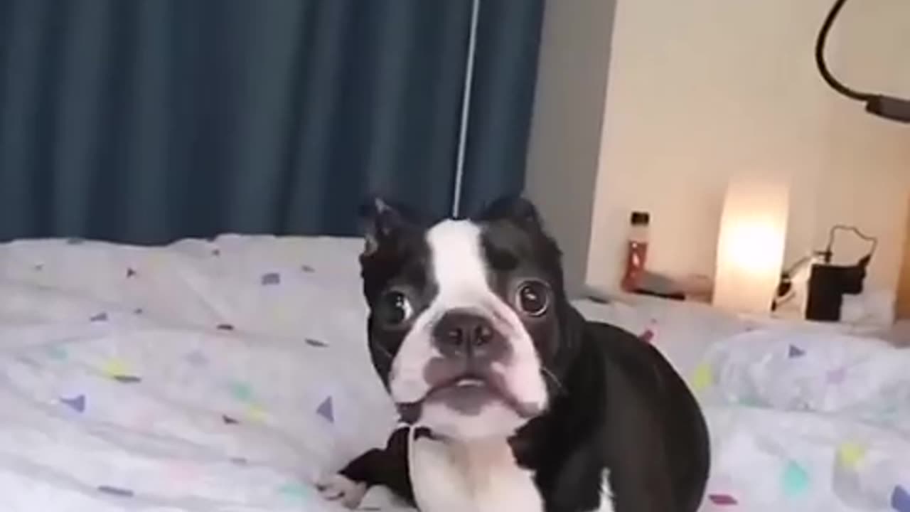 funny animals video