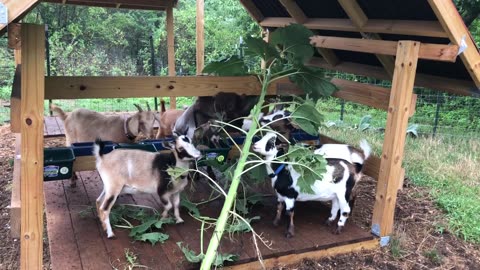 Goats VS. Sunflower