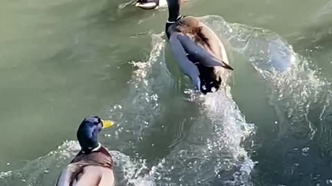 Mallard Ducks 🦆 #mallardducks #ducks #duck #followme #shorts #viral #trending