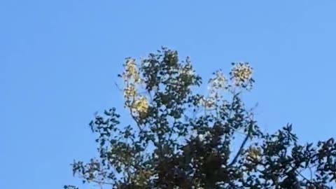 🌠👽 ORBS SPOTTED OVER SOUTH CAROLINA: What's Behind This Bizarre Sighting?! | TheTruthAbove