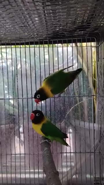 Beautiful black master yellow chest lovebirds
