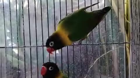 Beautiful black master yellow chest lovebirds
