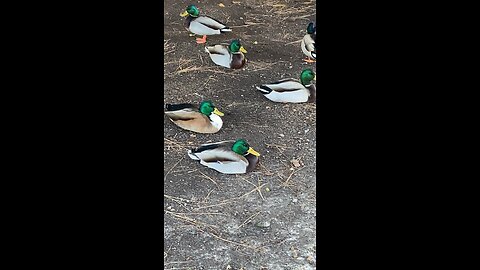 Mallard Ducks 🦆 #mallardducks #ducks #duck #followme #shorts #viral #trending