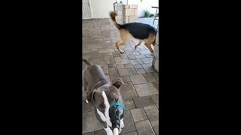 Cute Dogs Playing with Hose - Funny Dog Videos