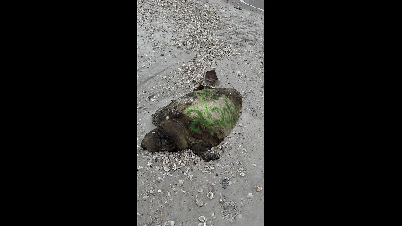 Loggerhead Turtle Is A Red Tide Casualty! | 4K