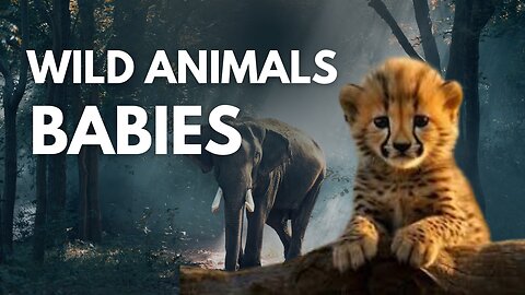 Wild Animals Babies