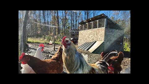 DIY Chicken Coop and Run For Less Than $200