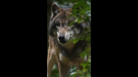 Love All Life Always #402 - Take A Moment And Just Admire The Beauty Of God's Creatures.