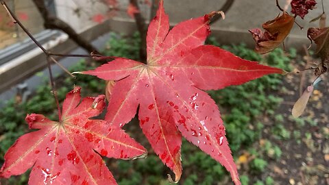 Autumn Colors: Japanese Maple & Ginko Biloba (Midtown Manhattan Apartment)