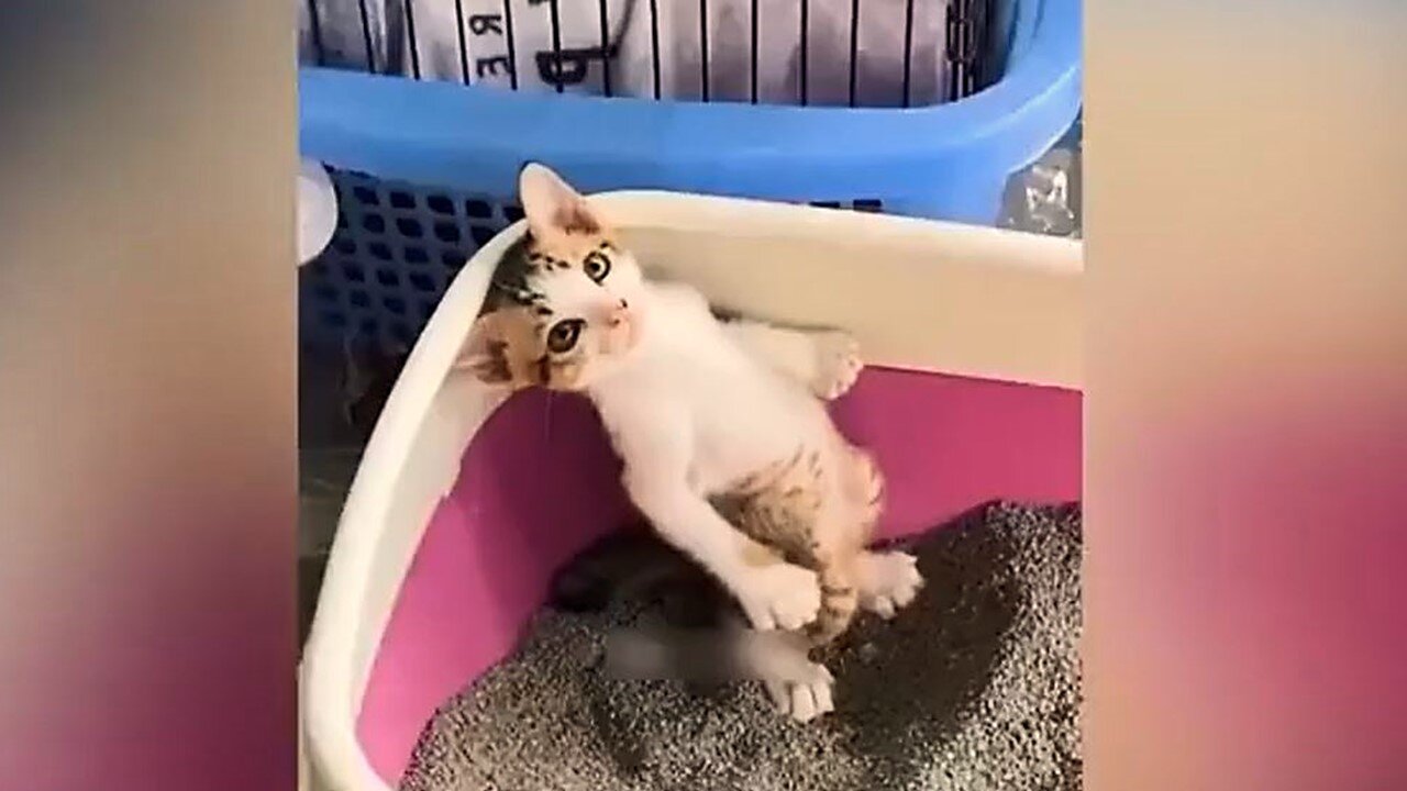 Funniest Animals Videos Part 61