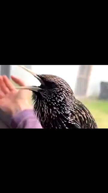 NORTHERN STARLING - AMAZING & YES THEY'RE REAL 🥰