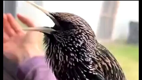 NORTHERN STARLING - AMAZING & YES THEY'RE REAL 🥰