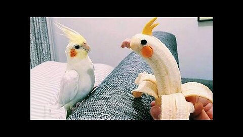 funny and cute birds