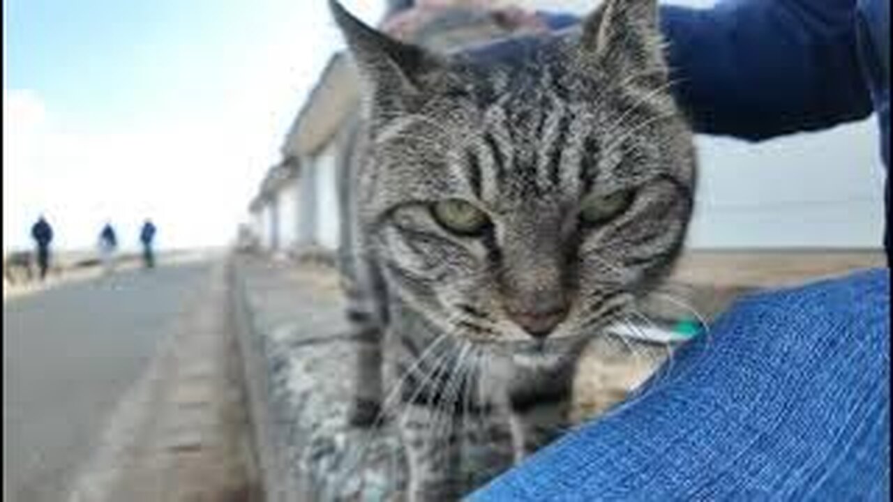 The cat on Cat Island tried to run away at first, but came back to be petted anyway.