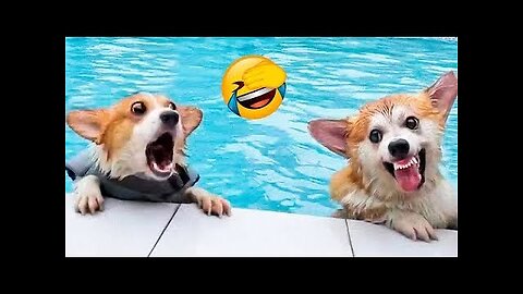 TRY NOT TO LAUGH 🤣 - Best Funny Animal Videos 2025 😻🐶