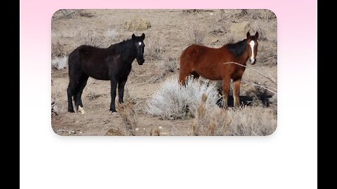 ~Gang Stalking Horses~