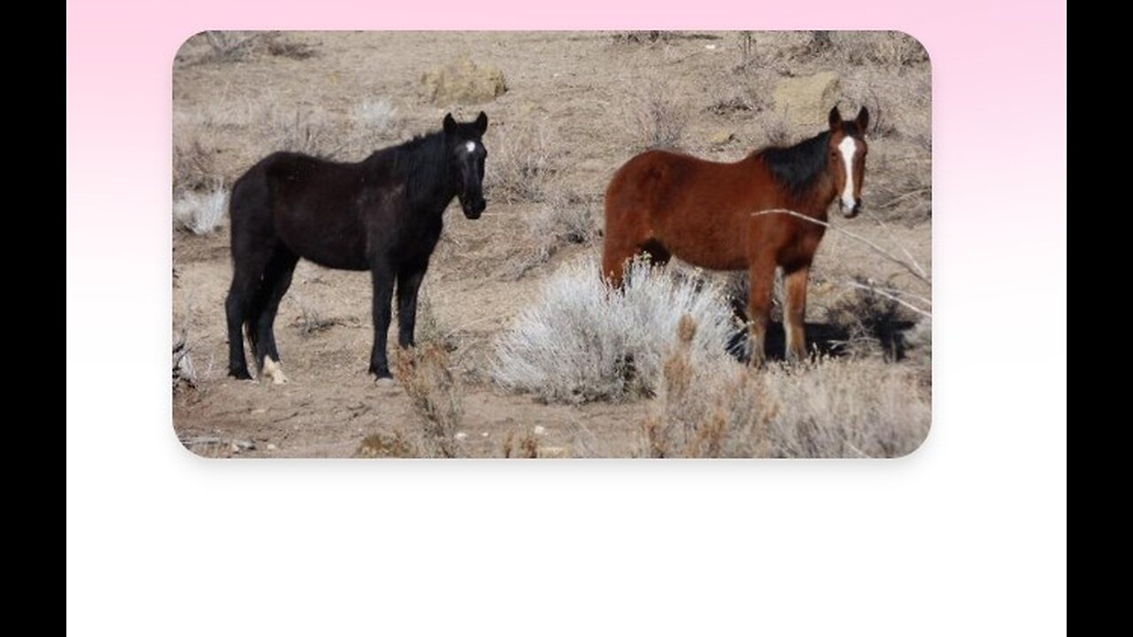 ~Gang Stalking Horses~