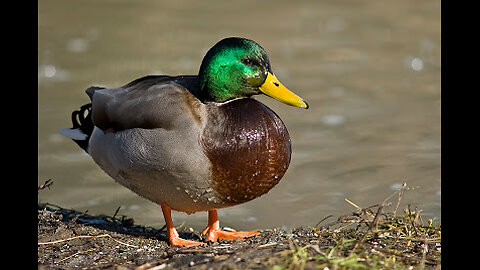 Duck Frenzy.